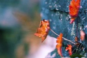世界登山青年导师长期追踪研究第三期论文征稿启事，世界登山第一人是谁